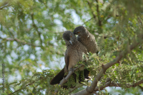 Brown babblers Turdoides plebejus grooming on a branch of gum acacia Senegalia senegal. Langue de Barbarie National Park. Saint-Louis. Senegal.