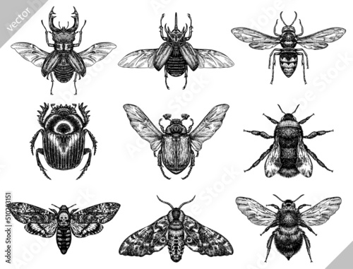 black and white engrave isolated insects vector illustration