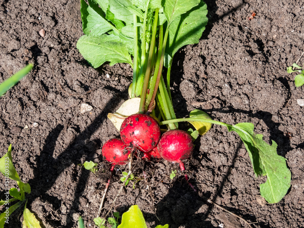 Closeup of ripe, red-pink radish plant (Raphanus raphanistrum subsp. sativus) roots - edible root vegetable on black soil with green leaves. Growing food in backyard garden Closeup of ripe, red-pink radish plant (Raphanus raphanistrum subsp. sativus) roots - edible root vegetable on black soil with green leaves. Growing food in backyard garden