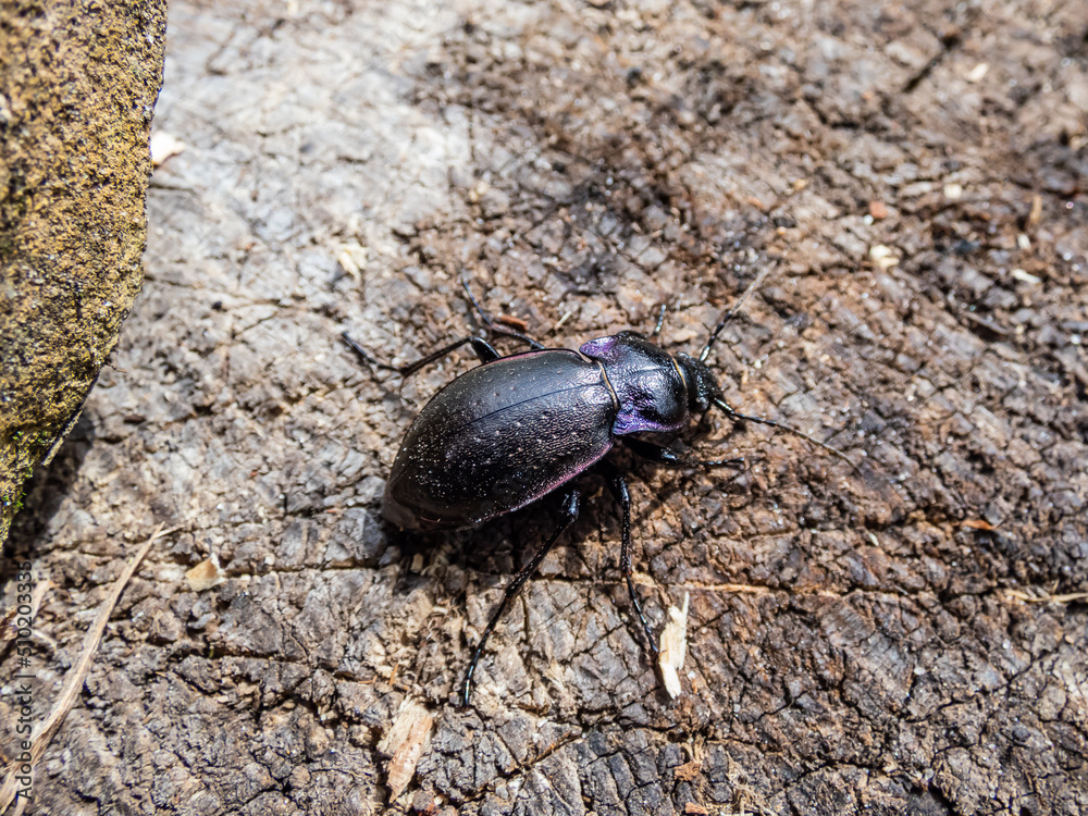 Macro of the Bronze ground beetle or bronze carabid (Carabus nemoralis) - a large, black ground beetle with coppery sheen and the edges of its elytra iridescent purple Macro of the Bronze ground beetle or bronze carabid (Carabus nemoralis) - a large, black ground beetle with coppery sheen and the edges of its elytra iridescent purple