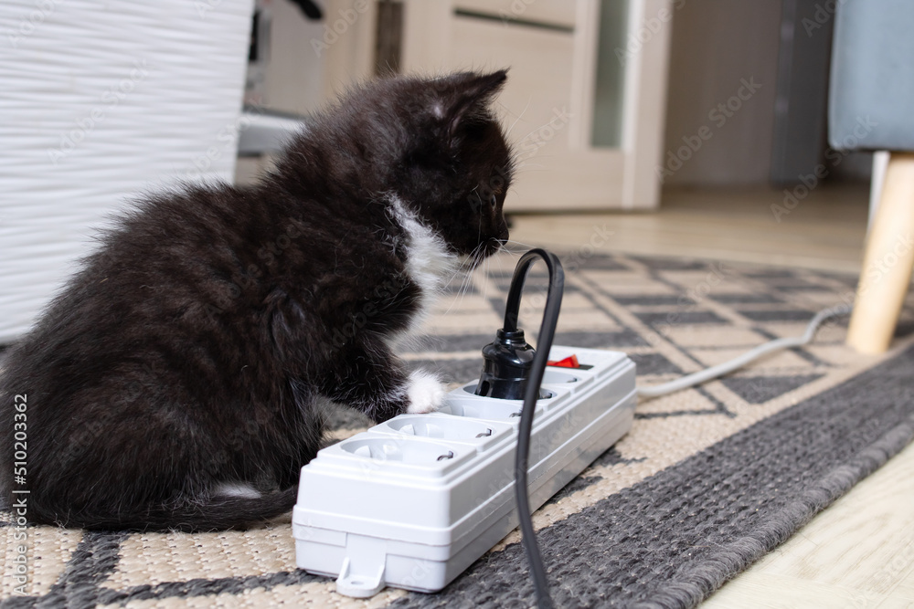 A small kitten playing with extension cord with sockets A small kitten playing with extension cord with sockets