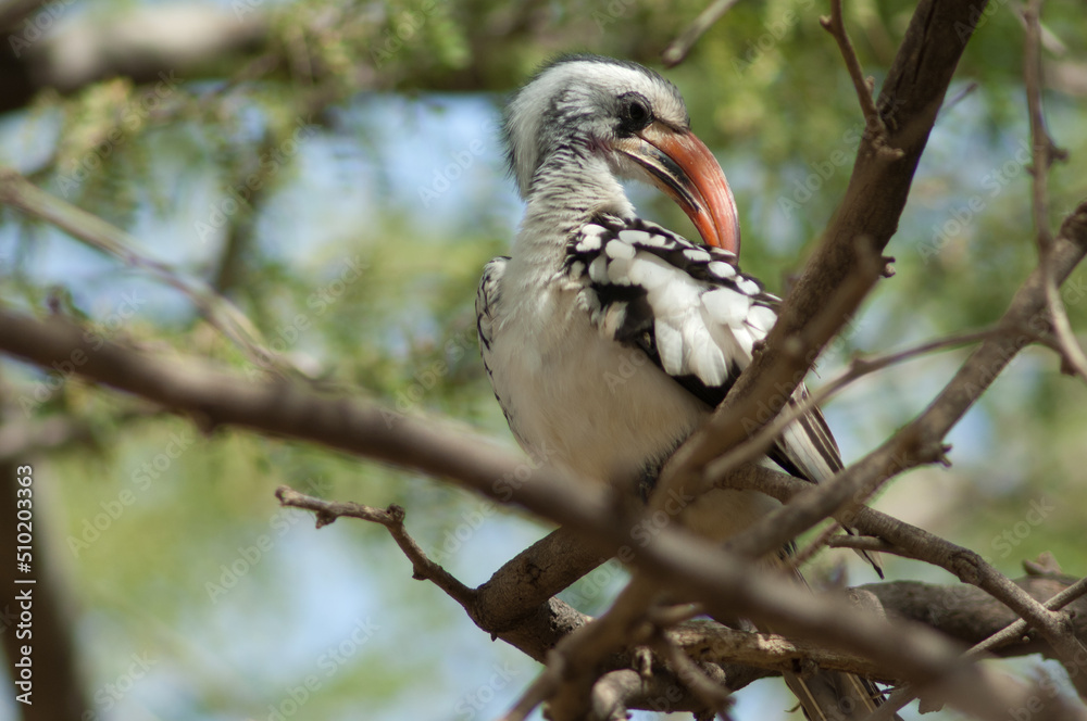 Northern red-billed hornbill Tockus erythrorhynchus kempi preening. Langue de Barbarie National Park. Saint-Louis. Senegal. Northern red-billed hornbill Tockus erythrorhynchus kempi preening. Langue de Barbarie National Park. Saint-Louis. Senegal.