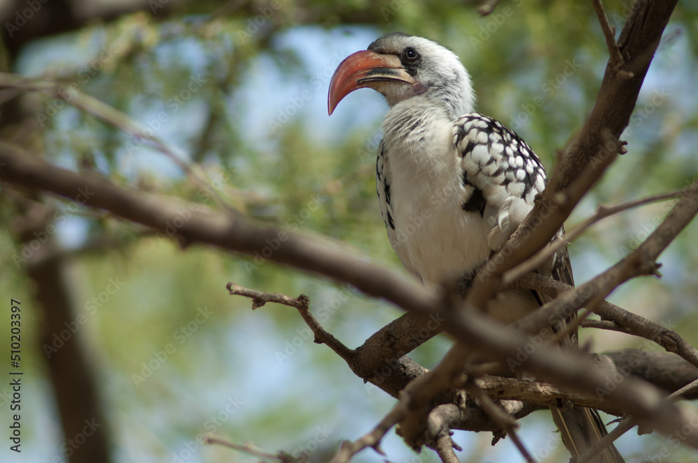 Northern red-billed hornbill Tockus erythrorhynchus kempi. Langue de Barbarie National Park. Saint-Louis. Senegal.