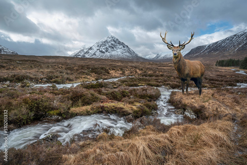 Composite image of red deer stag in Majestic Winter landscape image of River Etive in foreground with iconic snowcapped Stob Dearg Buachaille Etive Mor mountain in the background © veneratio
