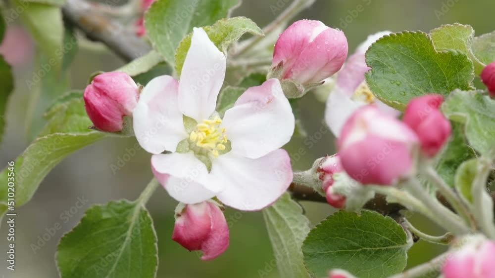 One of the blooming flowers of the apple tree as seen on a closer look in Estonia One of the blooming flowers of the apple tree as seen on a closer look in Estonia