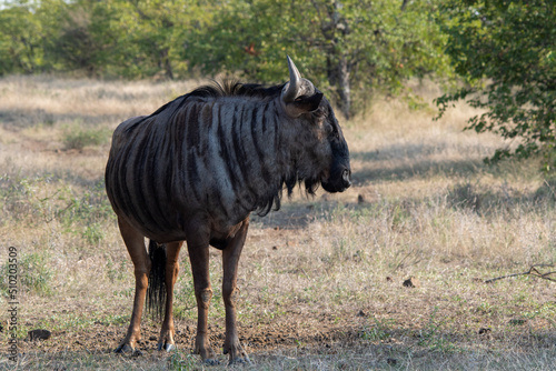 Blue wildebeest isolated