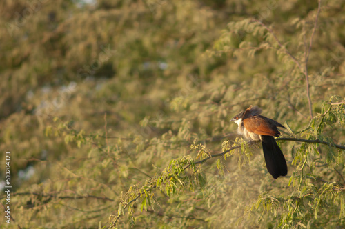 Senegal coucal Centropus senegalensis on a branch of gum acacia Senegalia senegal. Langue de Barbarie National Park. Saint-Louis. Senegal. photo