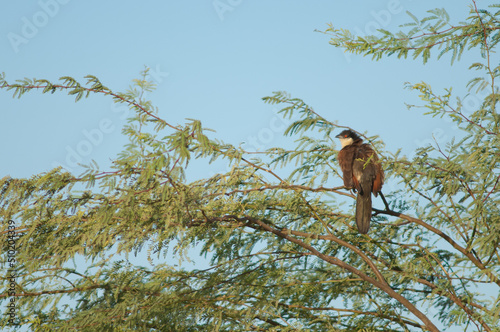 Senegal coucal Centropus senegalensis on a branch of gum acacia Senegalia senegal. Langue de Barbarie National Park. Saint-Louis. Senegal.