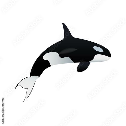 Killer whale on a white background
