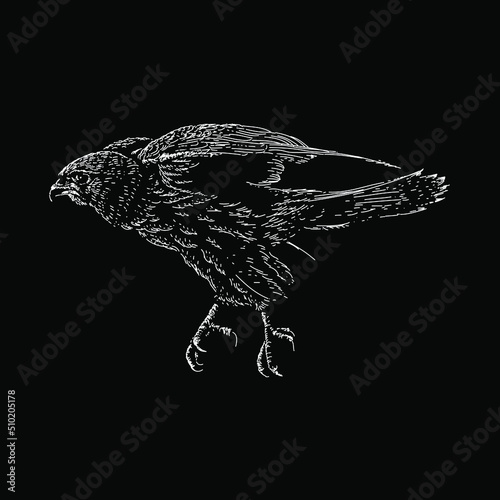 Kestrel hand drawing vector illustration isolated on black background