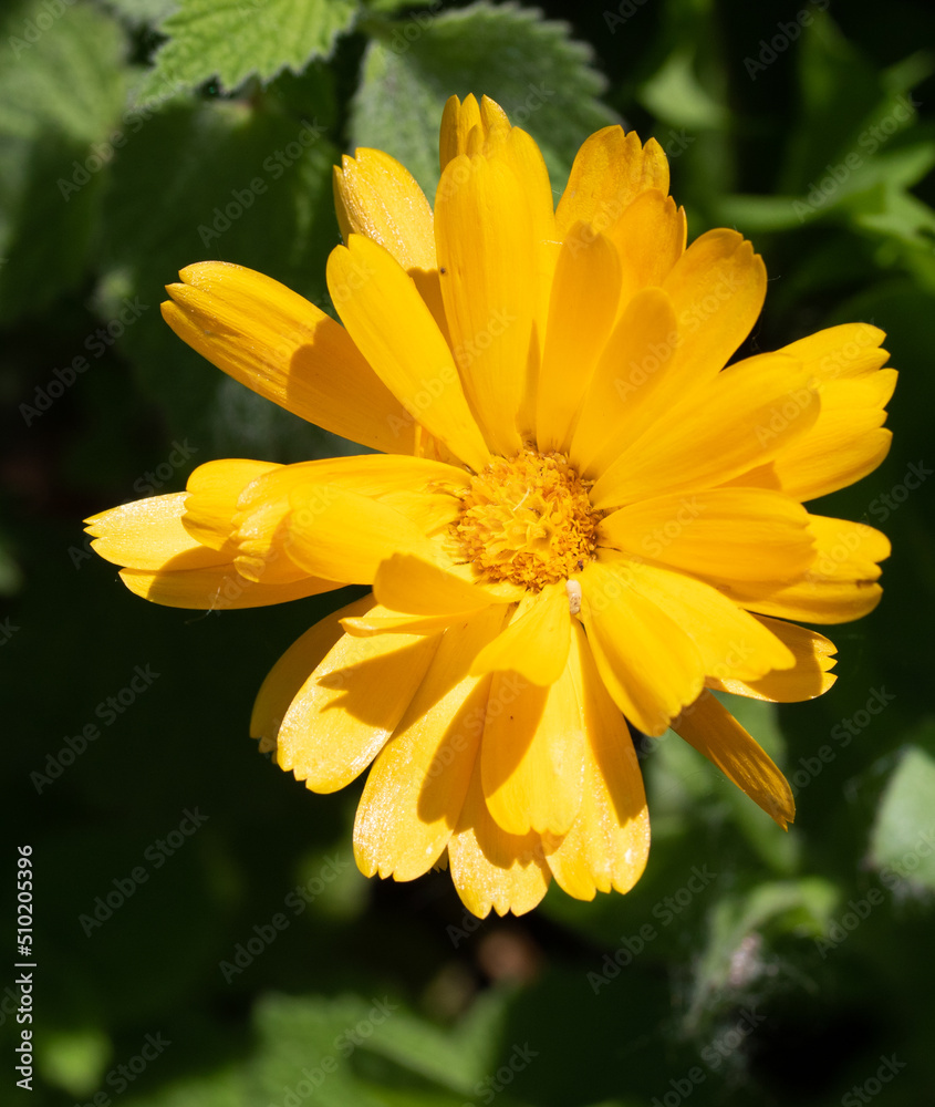 Yellow marigold flowers in nature, dissolved. Yellow marigold flowers in nature, dissolved.