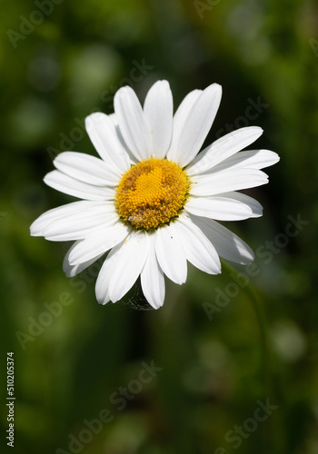 White chamomile flower on defocused nature background.