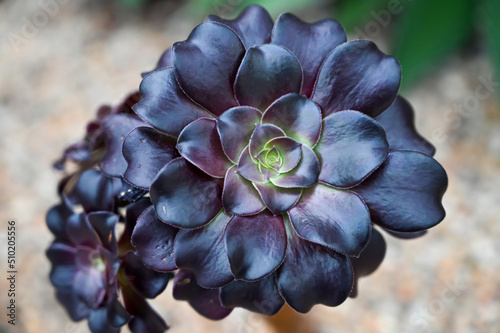 Black Rose Succulent Flower also known as aeonium arboreum ‘zwartkop’ photo