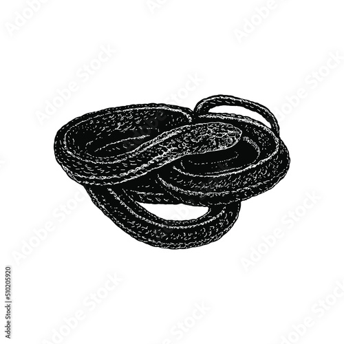 Garter Snake hand drawing vector illustration isolated on background