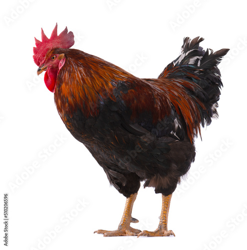 Fotografering Rooster isolated on white background