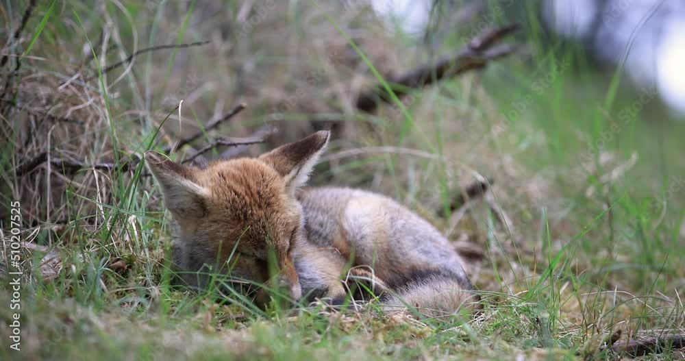 A red fox lying on the ground is resting in the forest A red fox lying on the ground is resting in the forest