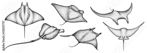 black and white engrave isolated stingray set illustration