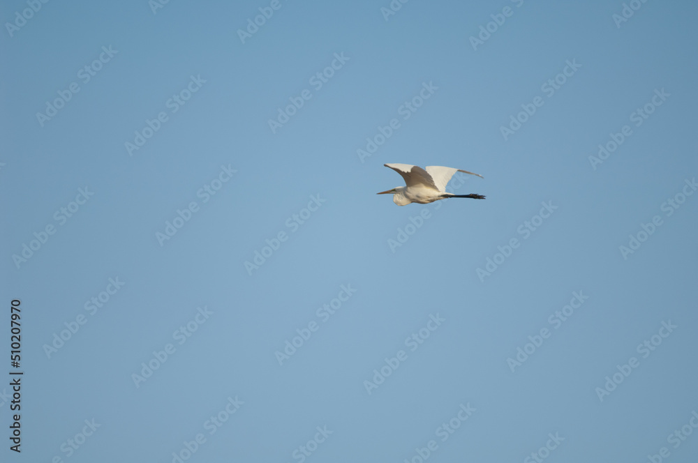 Obraz premium Great egret Ardea alba melanorhynchos in flight. Oiseaux du Djoudj National Park. Saint-Louis. Senegal.