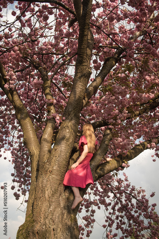 woman in pink dress sitting high up in blossoming cherry tree in the park woman in pink dress sitting high up in blossoming cherry tree in the park