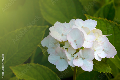 Close-up of a white blooming hydrangea in the park. photo