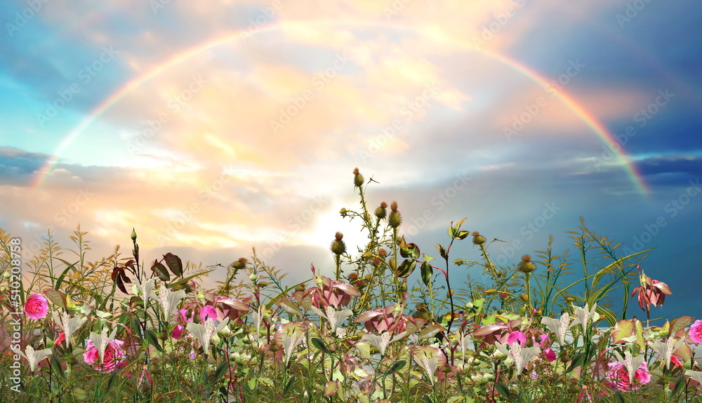 meadow field with flowers and grass blue cloudy pink sunset sky with ...