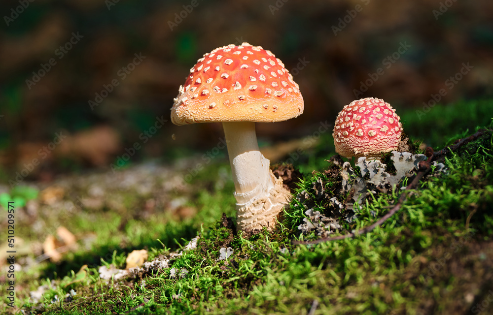 Amanitas in grass in forest, mushrooms close-up in nature on dark background. Amanitas in grass in forest, mushrooms close-up in nature on dark background.