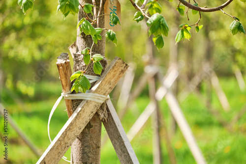 Plantation of newly planted trees in row supported by wooden stakes in cut forest