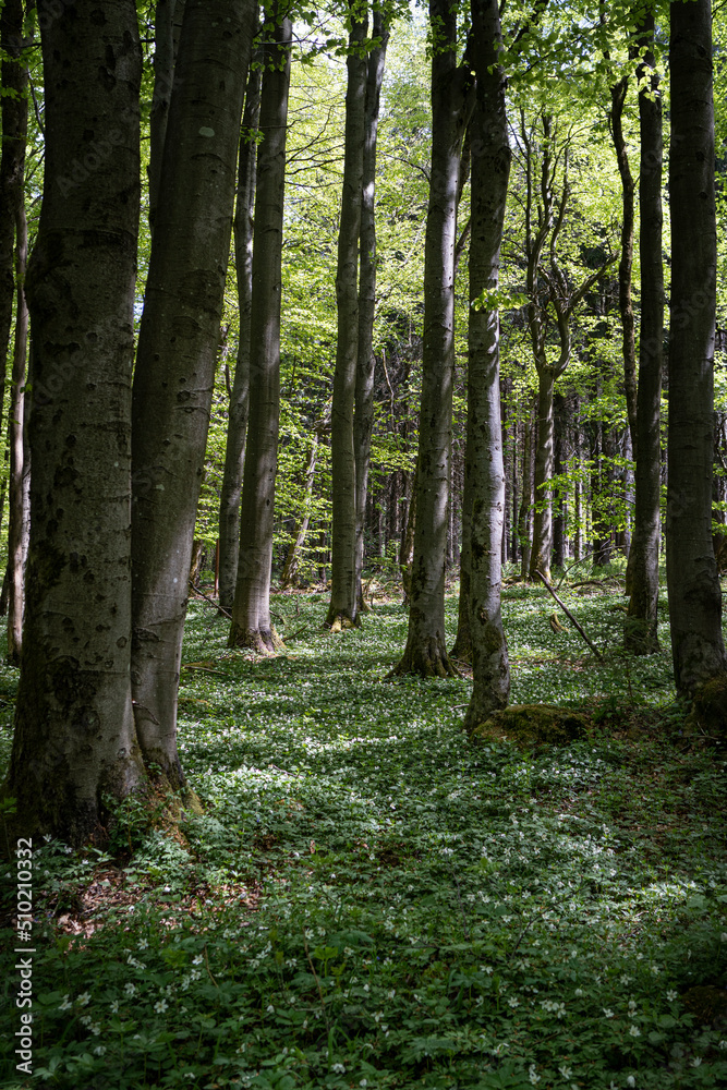 Naklejka premium Buschwindröschen blühen im Buchenwald 