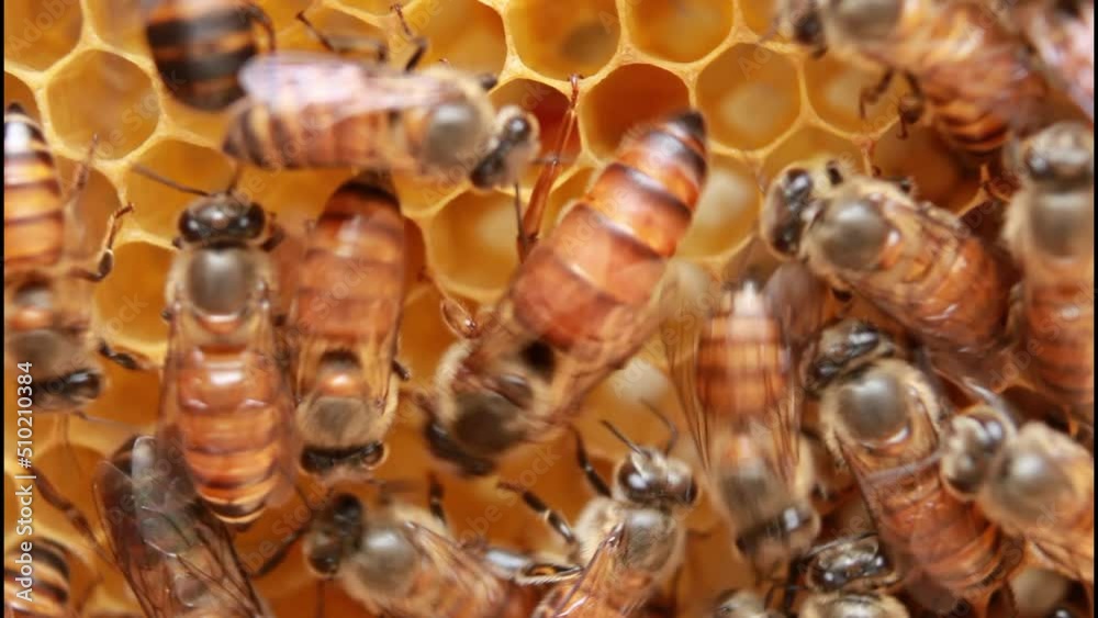 Queen Bee, Queenbee (Apis cerena indica) on honey comb. Queen Bee, Queenbee (Apis cerena indica) on honey comb.