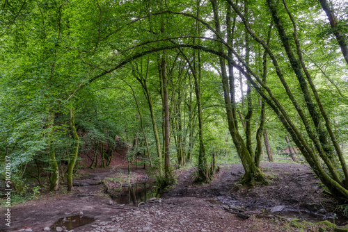 Wanderweg und Wald im Eifgenbachtal bei Burscheid