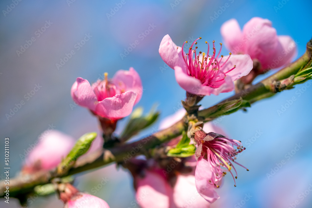 Peach tree flowers at spring