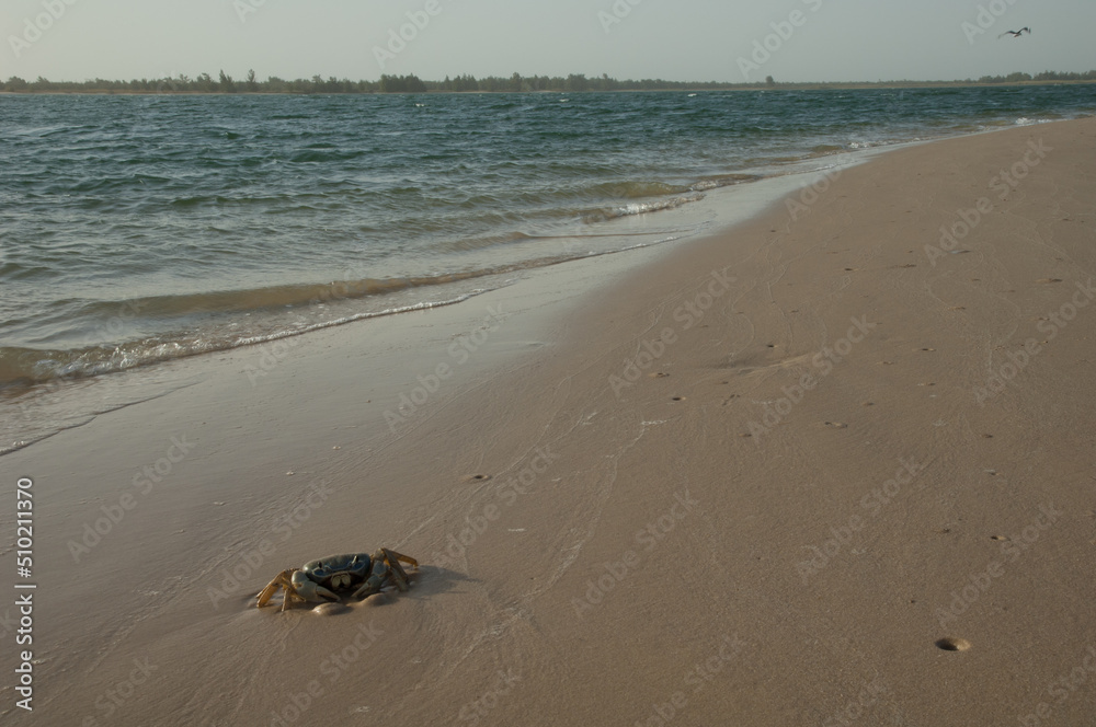 Crab in the Senegal River. Langue de Barbarie National Park. Saint-Louis. Senegal. Crab in the Senegal River. Langue de Barbarie National Park. Saint-Louis. Senegal.