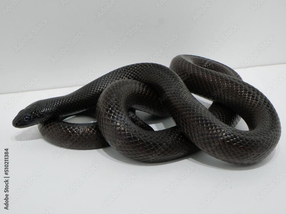 Obraz premium 体を折り畳んだメキシカンブラックキングスネーク