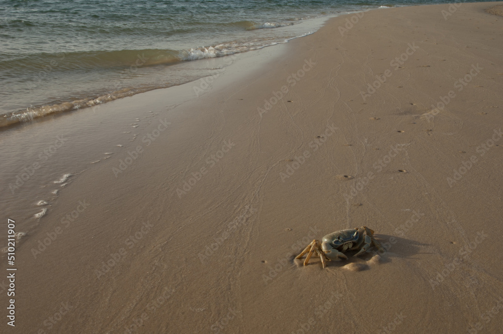 Obraz premium Crab in the Senegal River. Langue de Barbarie National Park. Saint-Louis. Senegal.