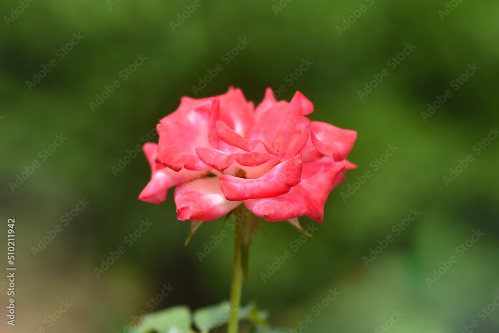 Pink tea rose growing in Vietnam close up