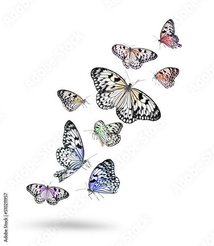 Many beautiful rice paper butterflies flying on white background photo