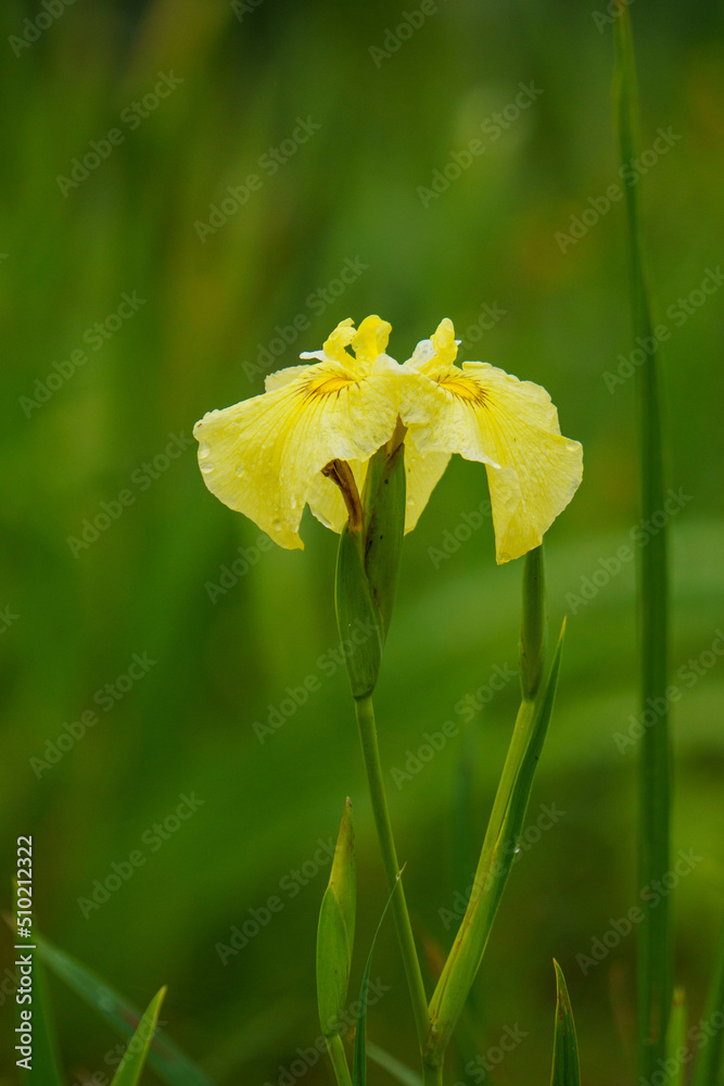 Obraz premium 雨上がり