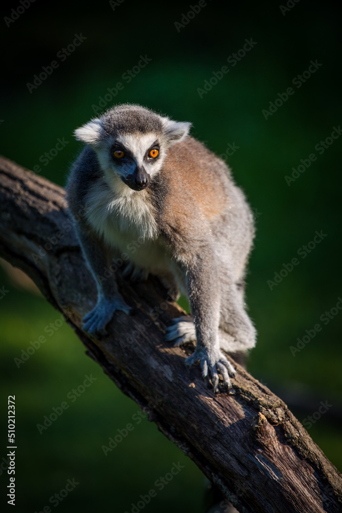 Fototapeta premium Ring-tailed lemur on a branch
