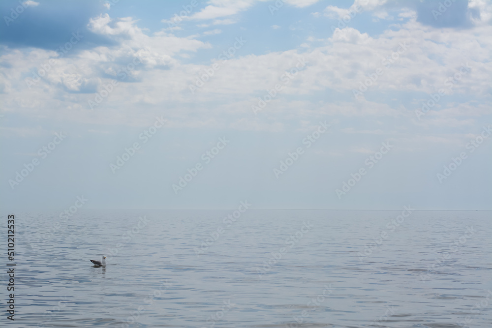 Picturesque view of beautiful seascape with seagull