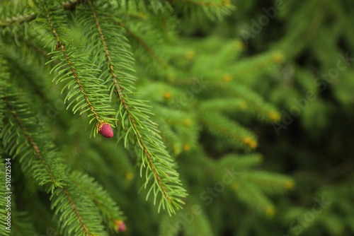 Green branches of beautiful conifer tree with small pink cones outdoors  closeup. Space for text