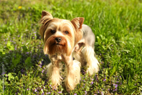 Cute Yorkshire terrier in park on sunny spring day
