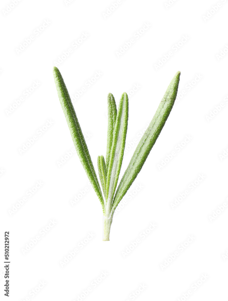 Aromatic fresh green rosemary isolated on white Aromatic fresh green rosemary isolated on white