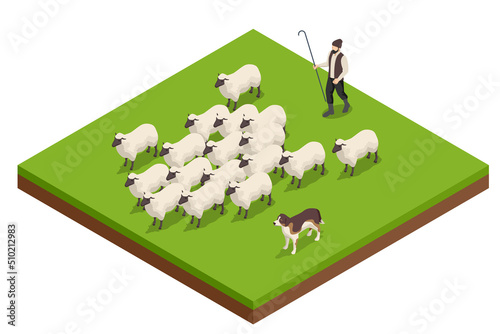 Isometric sheeps in a meadow on green grass. Sheep on a farm. Flock of sheep with shepherd and dog