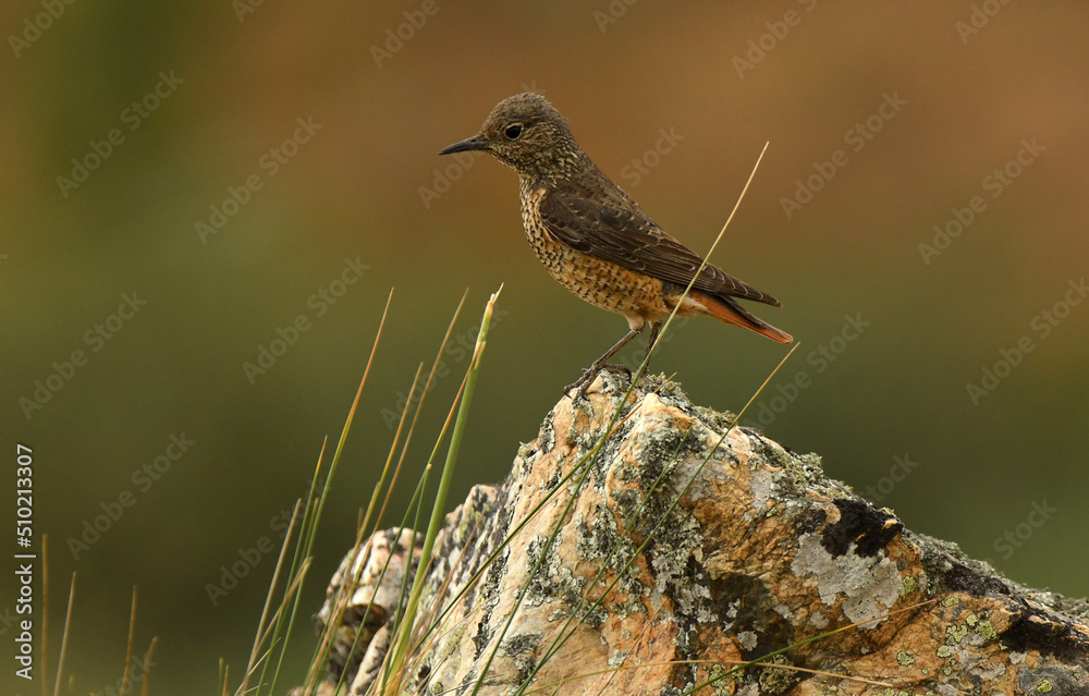 Roquero rojo hembra en la sierra abulense Roquero rojo hembra en la sierra abulense