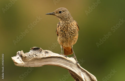Roquero rojo hembra en la sierra abulense