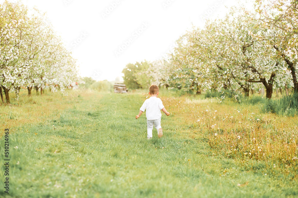 Cute boy in a white shirt and pants runs across the meadow along the flowering apple trees.