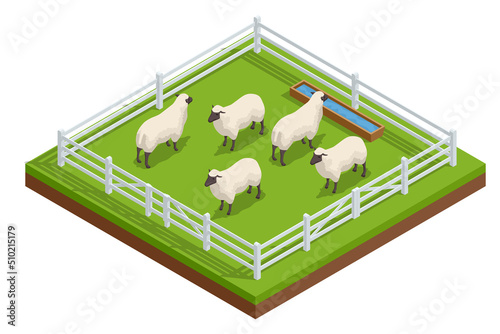 Isometric sheep and lambs on a fenced grassy farm road. Sheep farming or sheep husbandry, raising and breeding of domestic sheep.