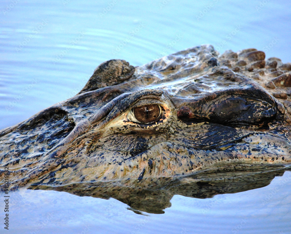 Crocodile's head (lat. Crocodilia) in river water large with a bright eye and clear lines of the animal's skin on a bright sunny day, reflection in the water. Marine animals, reptiles, ecology. Crocodile's head (lat. Crocodilia) in river water large with a bright eye and clear lines of the animal's skin on a bright sunny day, reflection in the water. Marine animals, reptiles, ecology.