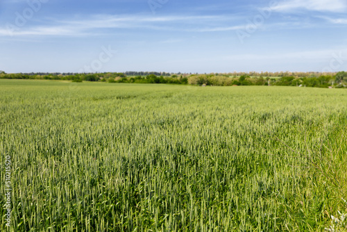A field with growing green wheat sprouts. Summer landscape on a sunny day against a blue cloudy sky. Green wheat in the field. Rural landscape.