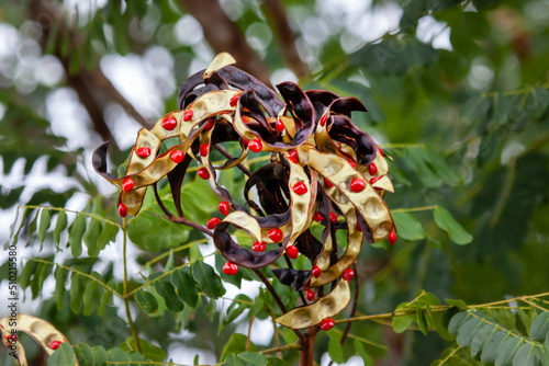 The fruits of the plant Adenanthera peacock (Lat. Adenanthera pavonina) is red with opening pods on a green background. Flora plants flowers. photo